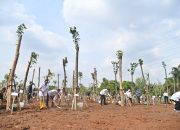 Hijaukan Jabodetabek, Sinar Mas Tanam Ratusan Pohon